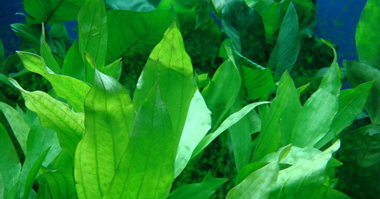 苦草的經(jīng)濟(jì)價(jià)值有哪些呢？